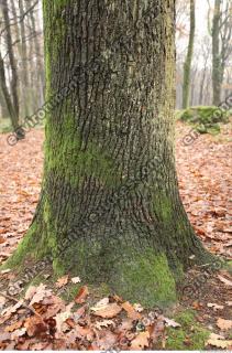 tree bark mossy 0018